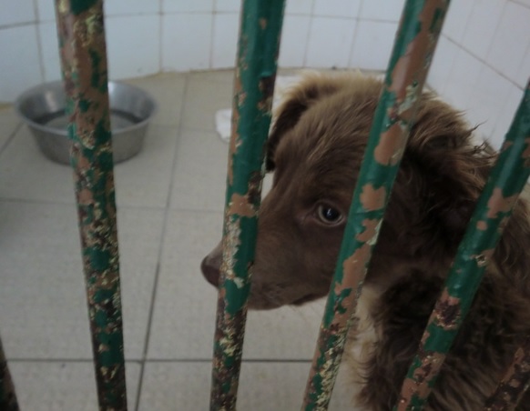 Sul Informação - Câmara de Loulé «demarca-se» de maus tratos a animais e diz que vai melhorar canil
