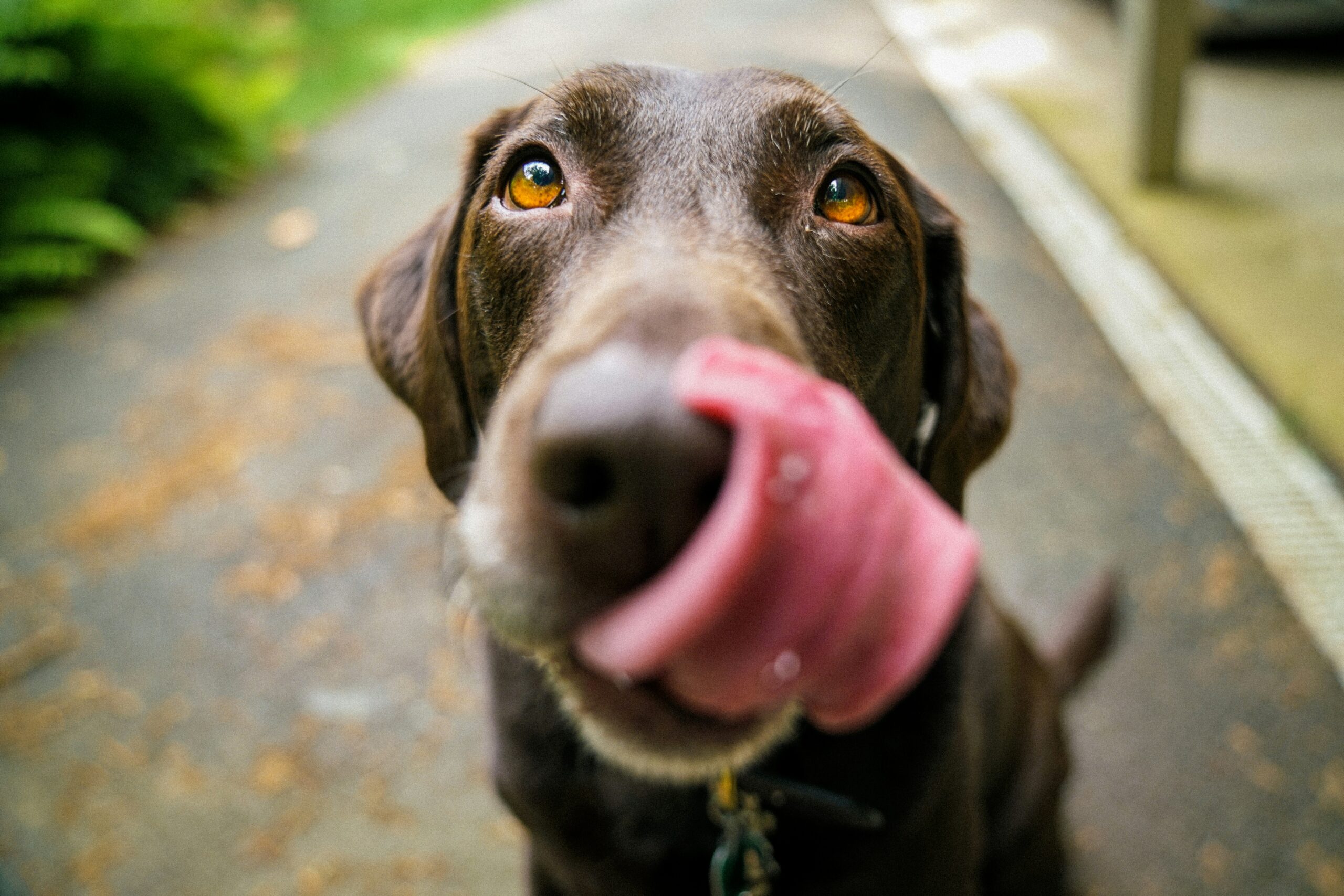Sul Informação - Parque Canino de Albufeira inaugurado com ofertas para os cãezinhos