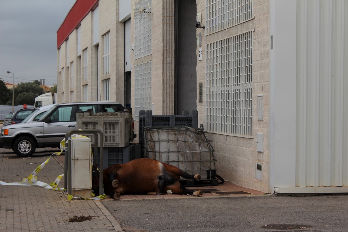Sul Informação - Cavalo esteve morto no Areal Gordo durante dois dias