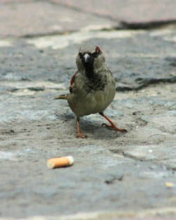 cigarette-butt-bird_Víctor Argaez Sul Informação