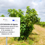 Sul Informação - DRAPAlg garante que estrada não afetará fruteiras do Centro Agrário de Tavira