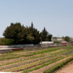Sul Informação - Convento às portas de Lagoa transforma-se em “santuário” de produtos biológicos