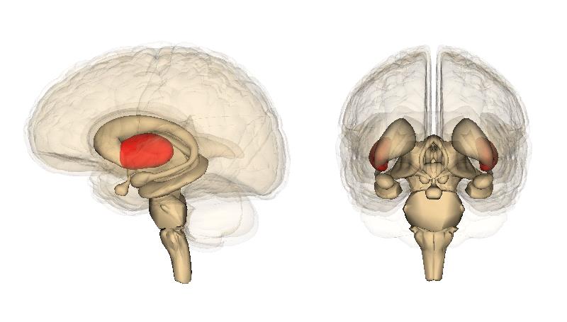 Sul Informação - Desvendando o tique-taque do relógio neural