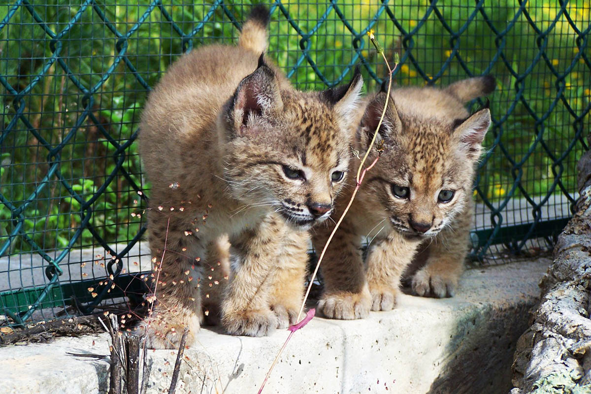Sul Informação - Quem quer ser voluntário no Centro Nacional de Reprodução de Lince Ibérico em Silves?