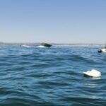 Sul Informação - Dois tripulantes de embarcação de recreio resgatados ao largo da ilha da Armona