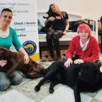 Sul Informação - Técnica de Emmett aplicada aos animais chega ao Algarve