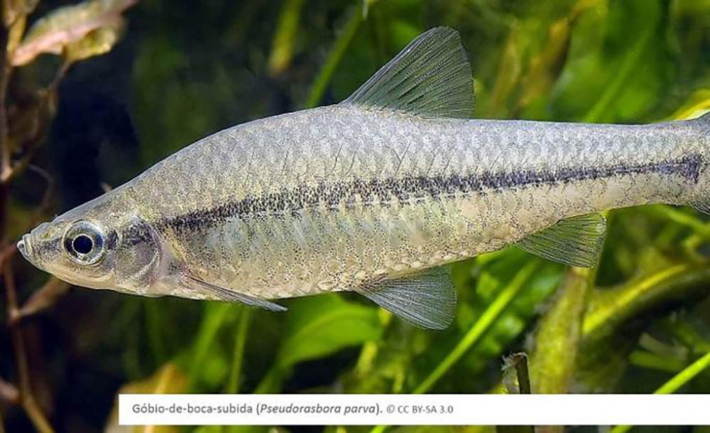 Sul Informação - Identificadas 126 espécies aquáticas invasoras já estabelecidas na Península Ibérica