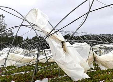 Sul Informação - Mau tempo provoca 2 milhões de prejuízos na agricultura de Odemira