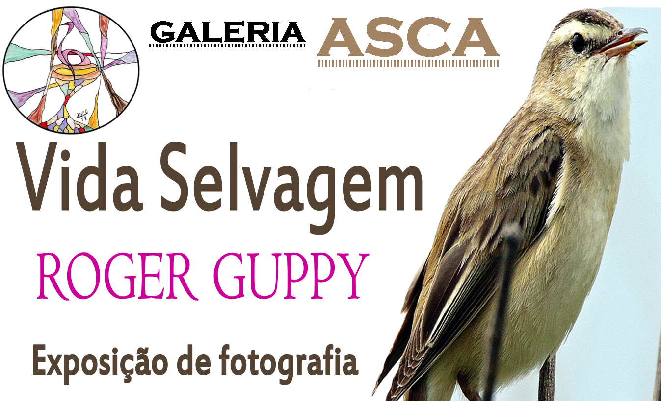Sul Informação - “Vida Selvagem” expõe-se em Almancil