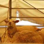Sul Informação - Fotogaleria: Odemira já se mostra com todo o seu esplendor em mais uma FACECO