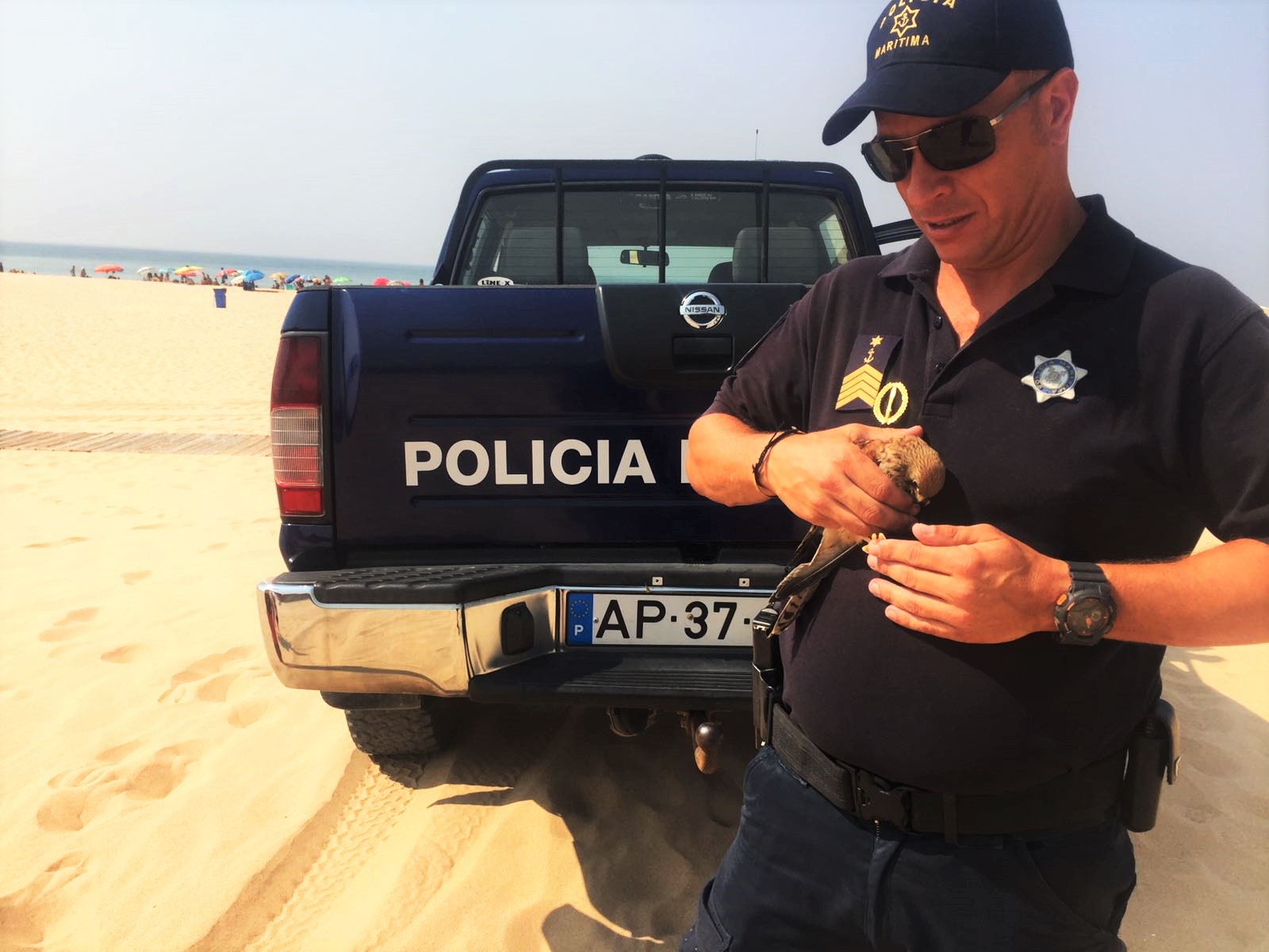 Sul Informação - Polícia Marítima resgata falcão bebé na Praia da Rocha