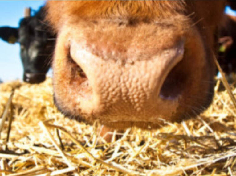 Sul Informação - Os subprodutos da agroindústria na alimentação animal são tema de conferência da CEBAL