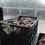 Sul Informação - Vendas de comida no Festival da Batata Doce estão «muito superiores» ao ano passado