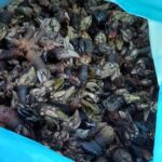 Sul Informação - Vigilantes de Natureza fiscalizam pescadores lúdicos e profissionais na Costa Sudoeste