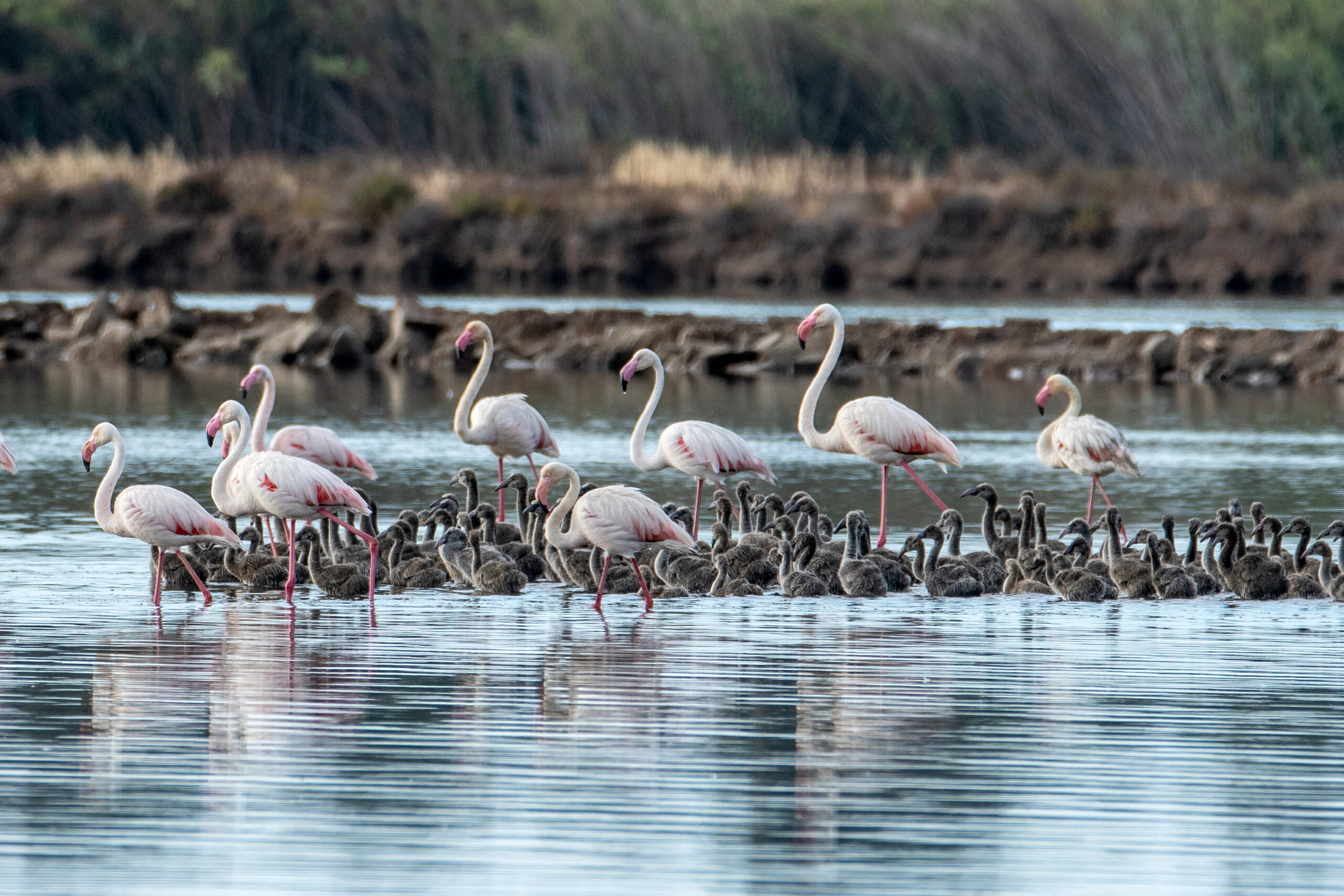 Sul Informação - Algarve foi berço para 550 novos flamingos [com vídeo]