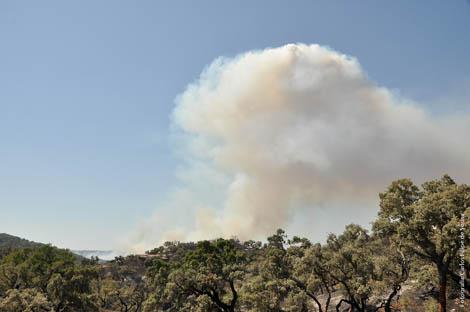Sul Informação - Incêndio com uma só frente em Montes Novos está a «ceder aos meios de combate»