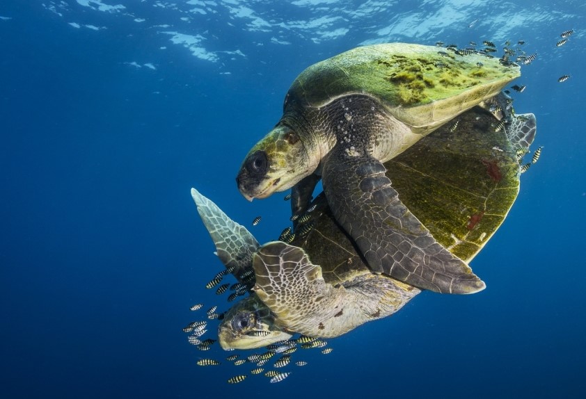 Sul Informação - Fotografia rara de tartarugas vale prémio internacional ao algarvio João Rodrigues
