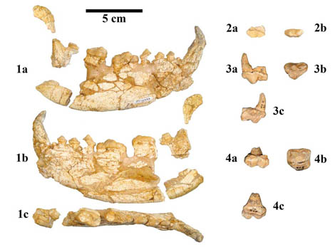 giant-panda-fossils Sul Informação