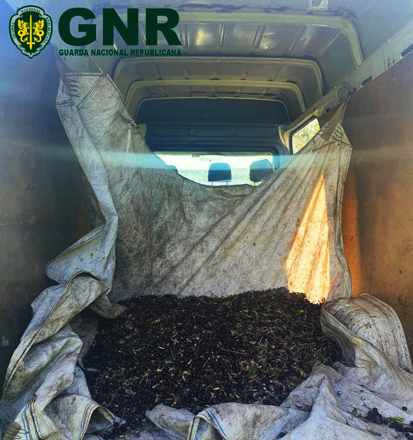 Sul Informação - Olivicultores elogiam GNR pela apreensão de 12,3 toneladas de azeitona no Alentejo