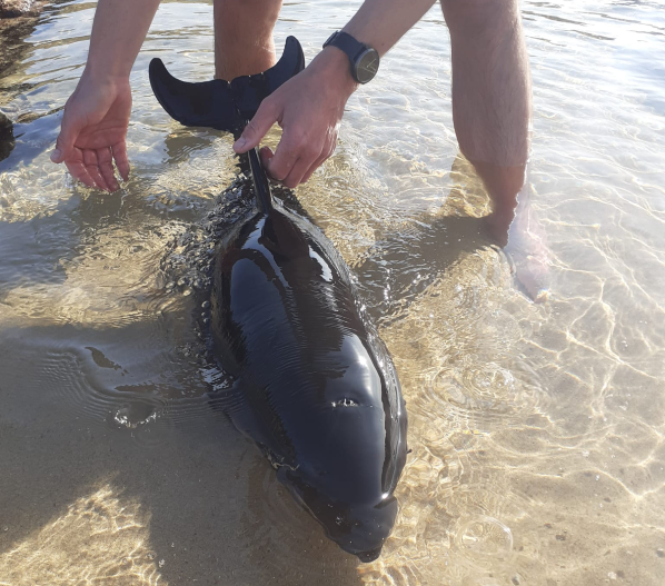 Sul Informação - Golfinho juvenil que arrojou em praia de Odemira devolvido ao habitat natural