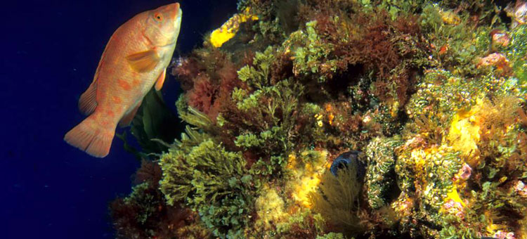 Biodiversidade no Banco Gorringe -- Fonte: http://eu.oceana.org/es/eu/que-hacemos/proteccion-de-habitats/atlantico/portugal/gorringe
