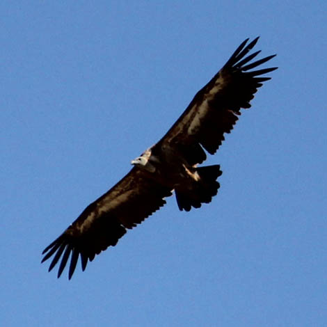Sul Informação - Abutres-pretos e grifos enchem os céus de Mora