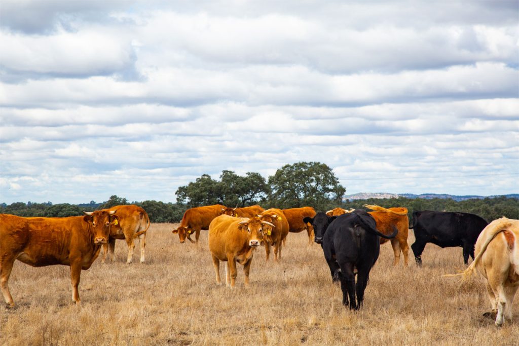Sul Informação - Empresa alentejana desenvolve projeto de produção sustentável de carne em parceria com universidades