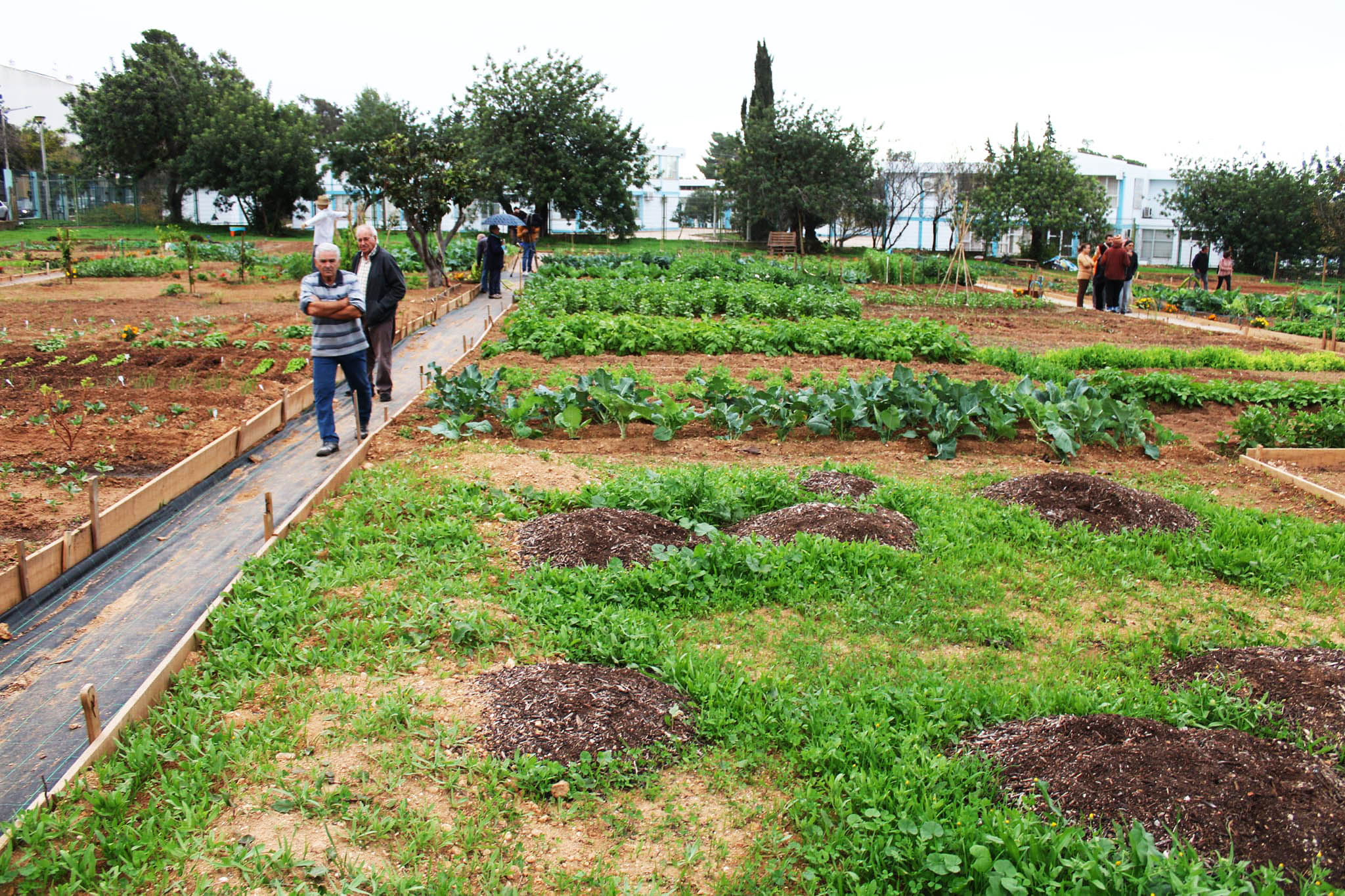 Sul Informação - Hortelãos já estão a trabalhar nas duas Hortas Urbanas de Tavira