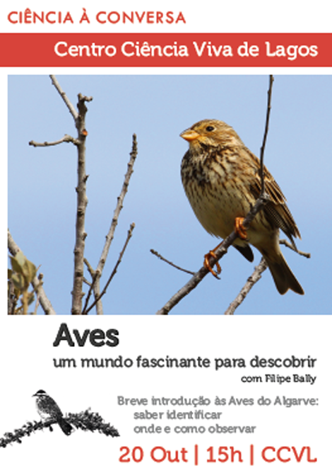 Sul Informação - Centro Ciência Viva de Lagos dá a descobrir o mundo das aves com conversa e caminhada