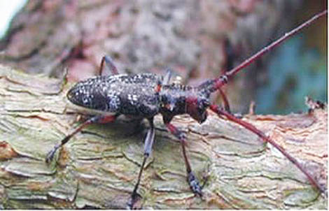 imagem insecto vector do nematodo Sul Informação