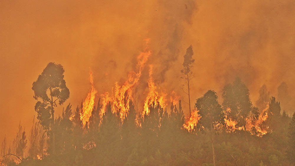 Sul Informação - Quantidade de meios influencia pouco o resultado do combate a grandes incêndios