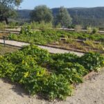 Sul Informação - Este jardim à beira barrocal plantado