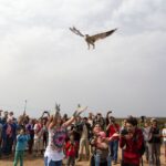 Sul Informação - Maior festival português dedicado à Natureza começa sexta-feira em Sagres