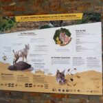 Sul Informação - Há mais um casal de linces no Vale do Guadiana