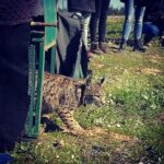 Sul Informação - Há mais um casal de linces no Vale do Guadiana