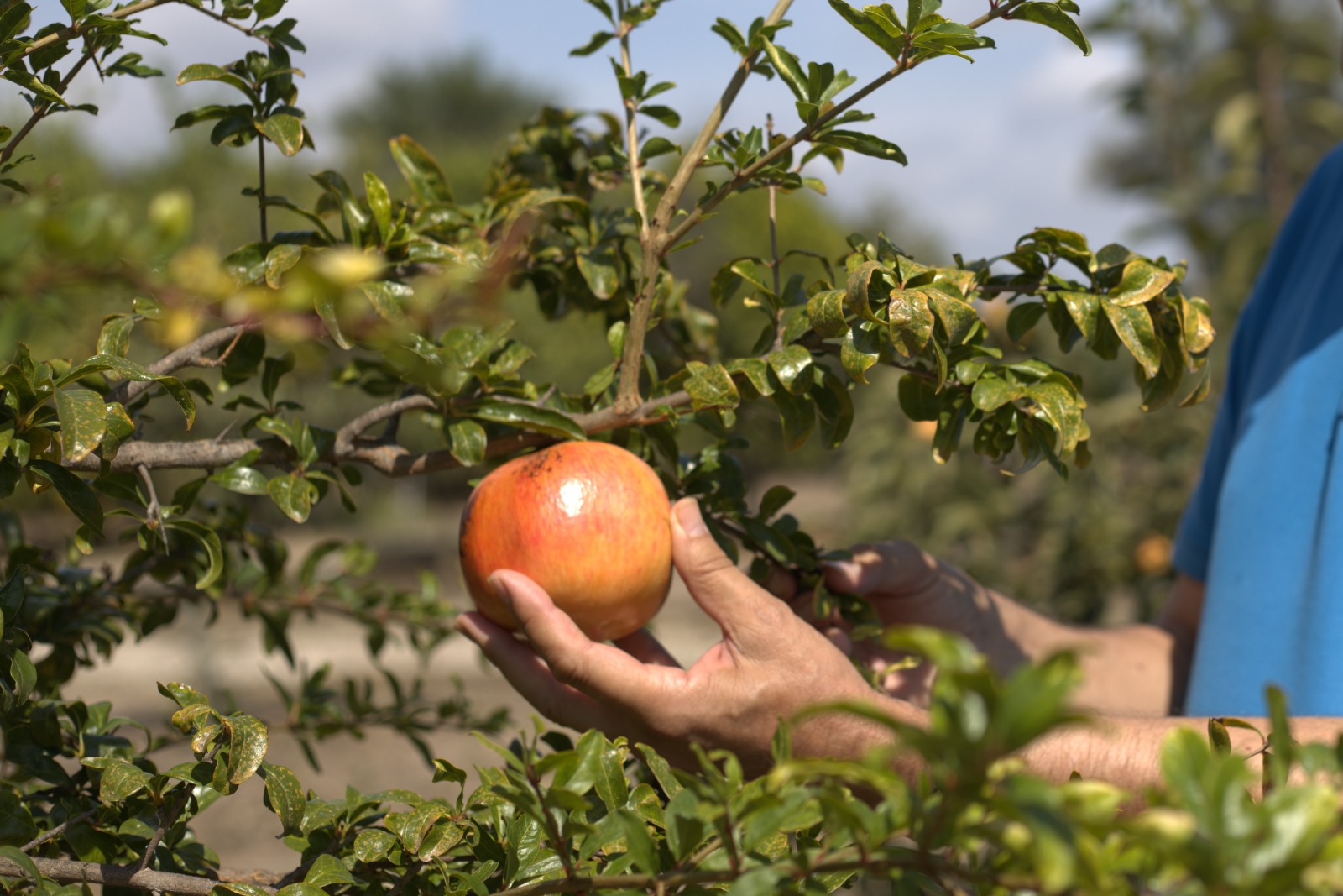 Sul Informação - Projeto dedicado à revitalização das Fruteiras Tradicionais do Algarve apresentado em Tavira