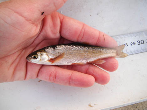 Sul Informação - Peixes em vias de extinção libertados em meio natural na Ribeira de Alferce