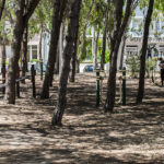 Sul Informação - Mata do Liceu e Jardim da Alameda vão estar requalificados em 2021