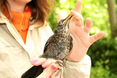 Sul Informação - Estudo pioneiro destaca papel das aves como hospedeiras da bactéria que causa a borreliose de Lyme