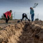 Sul Informação - Montanha Verde plantou 42 mil árvores em oito concelhos algarvios