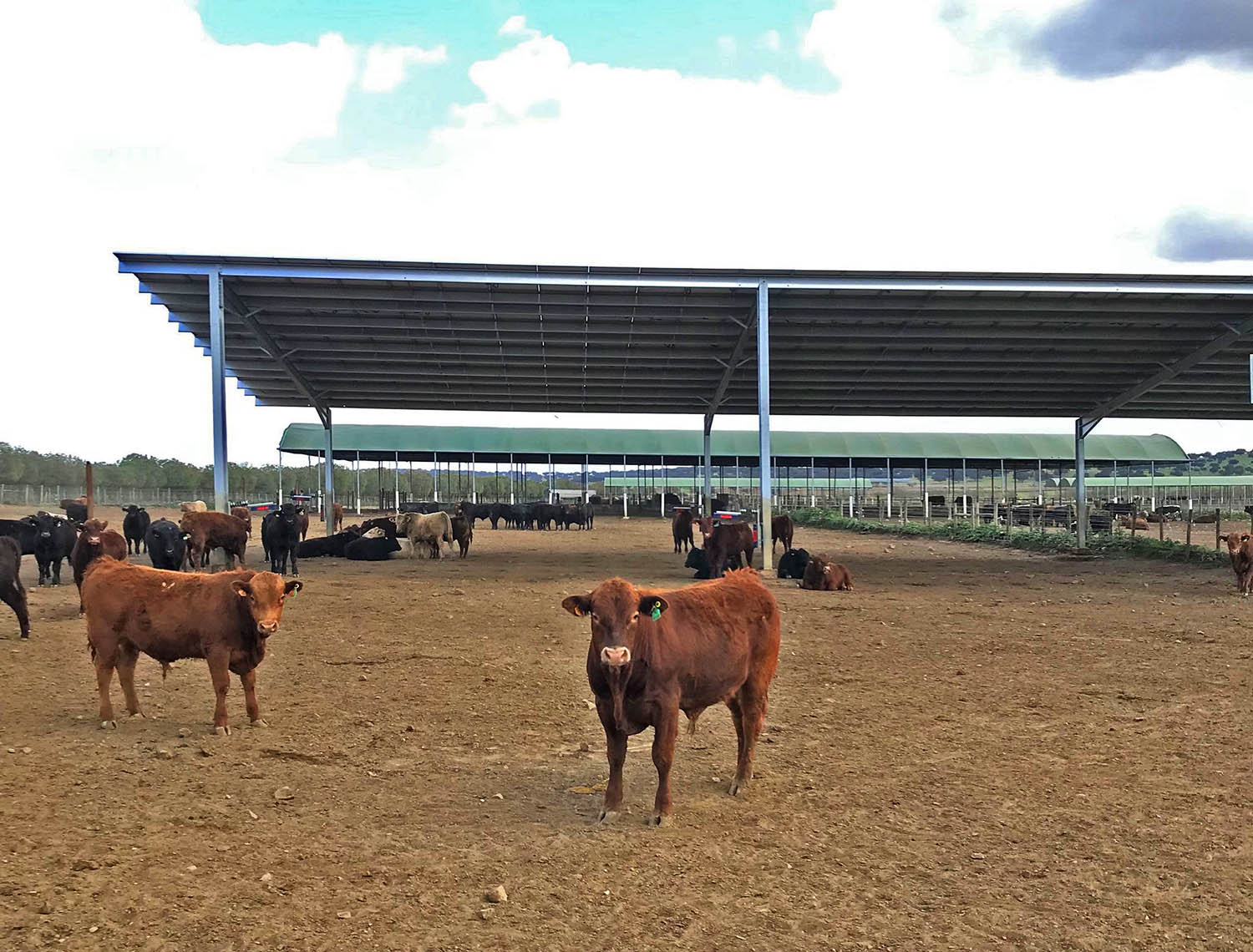 Sul Informação - Empresa que produz bovinos no Alentejo aposta na exportação para a Ásia