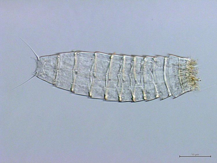 Sul Informação - Há duas novas espécies para a ciência identificadas na costa do Algarve