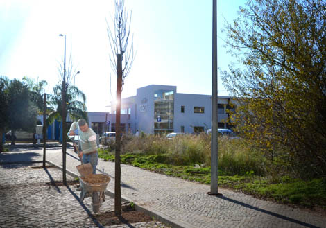 Sul Informação - Câmara de Loulé plantou 19 olaias em Almancil