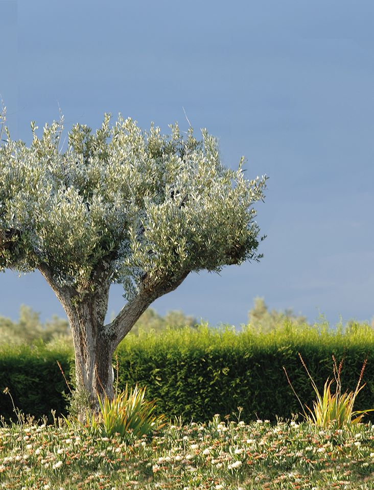 Sul Informação - Santa Vitória investiu 3,5 milhões de euros em lagar de azeite no Alentejo