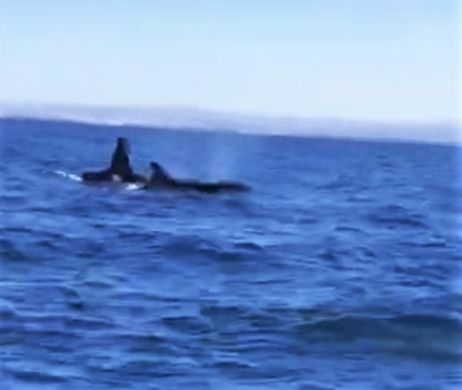 Sul Informação - Seis orcas avistadas a sul de Benagil [com vídeo]