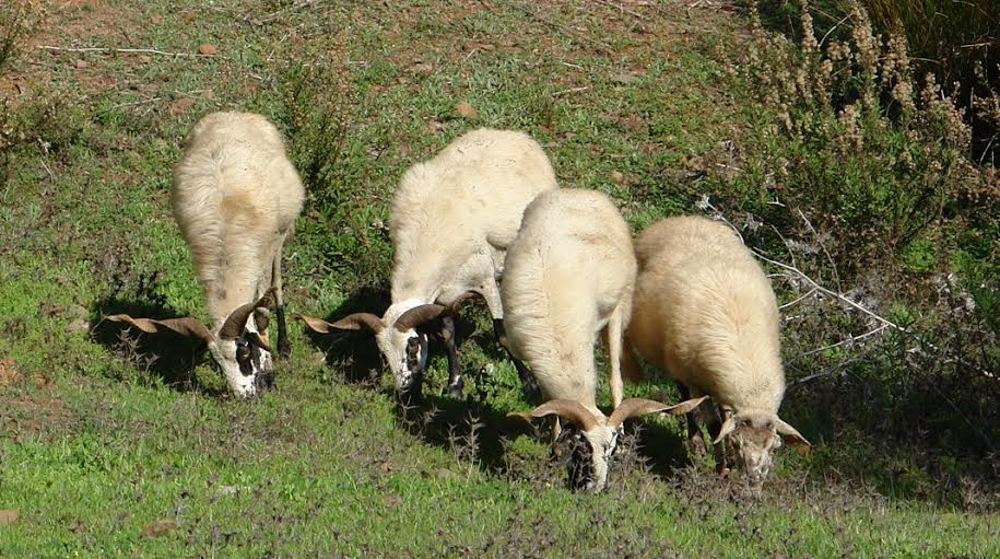 Sul Informação - Dieta Mediterrânica revela segredos da confeção de carne guisada