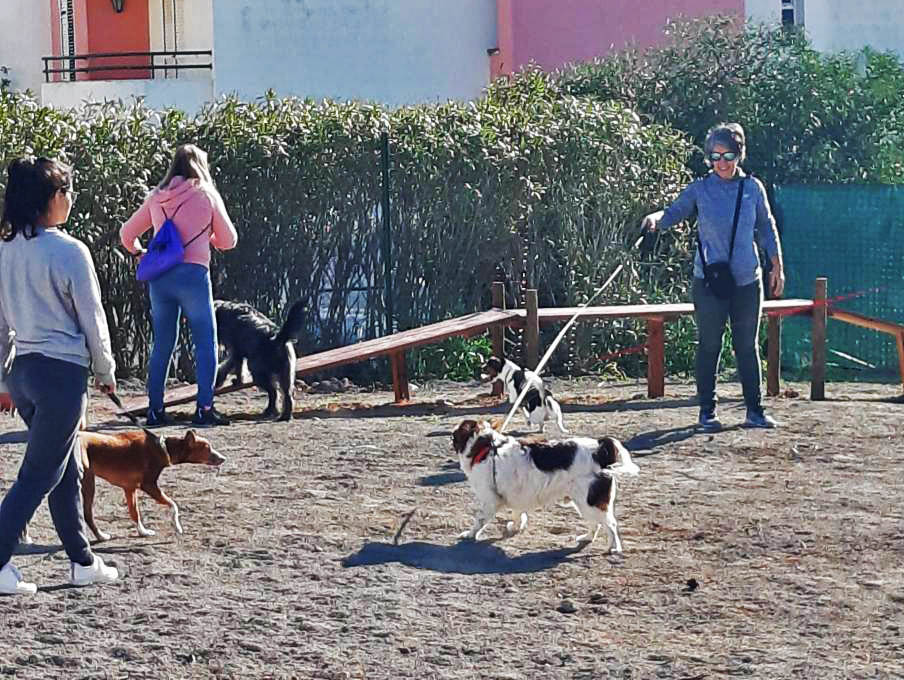 Sul Informação - Faro já tem um parque para cães