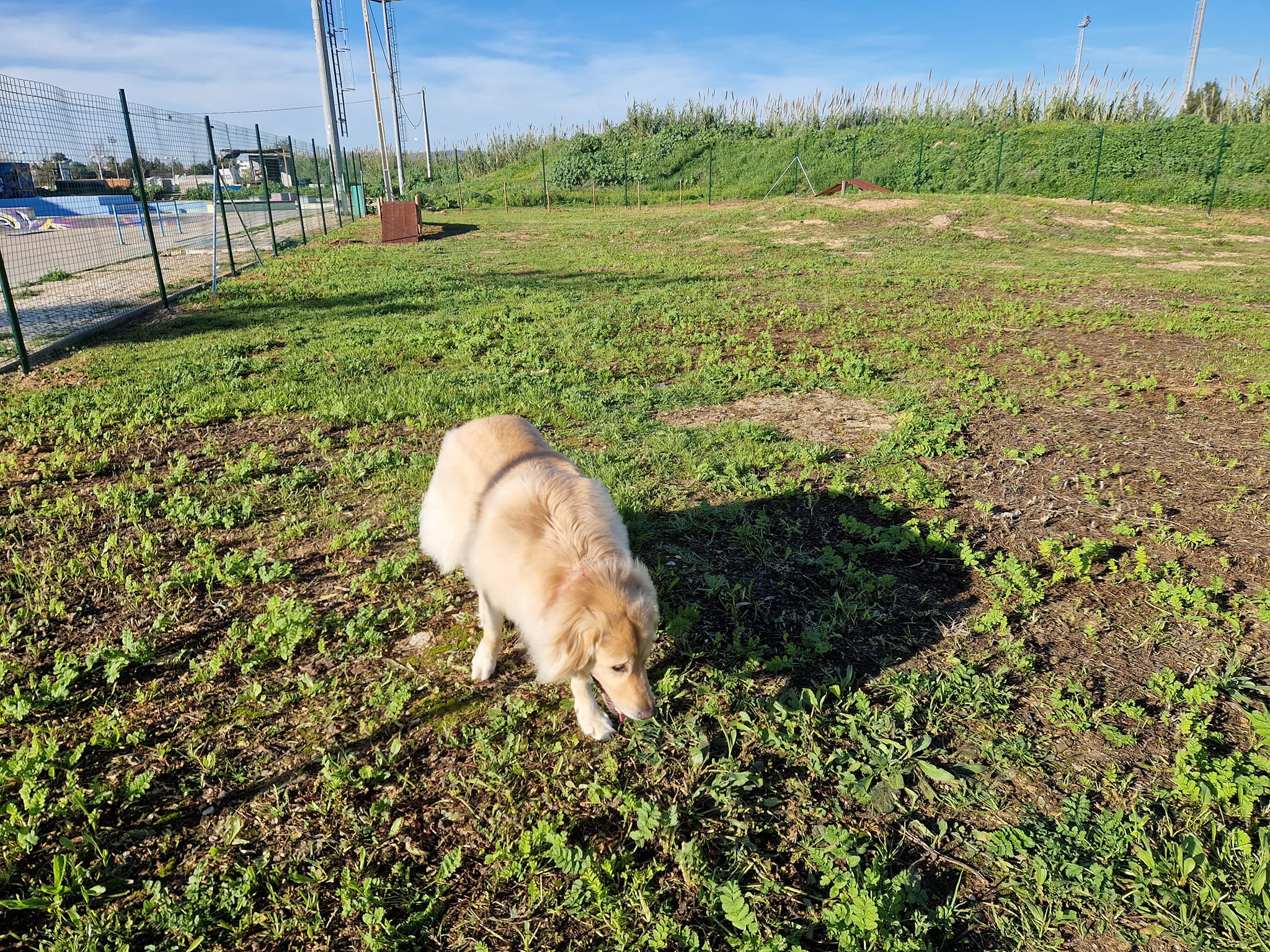 Sul Informação - Faro ganha mais um parque canino
