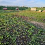 Sul Informação - Faro ganha mais um parque canino