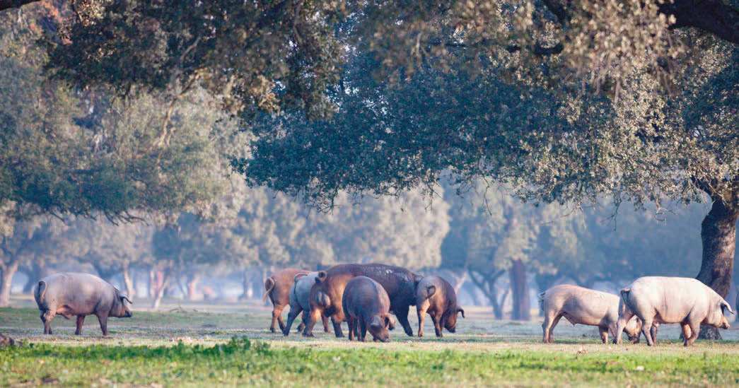Sul Informação - ADPM lança “Manifesto mais Pecuária Extensiva mais Biodiversidade para a Europa”